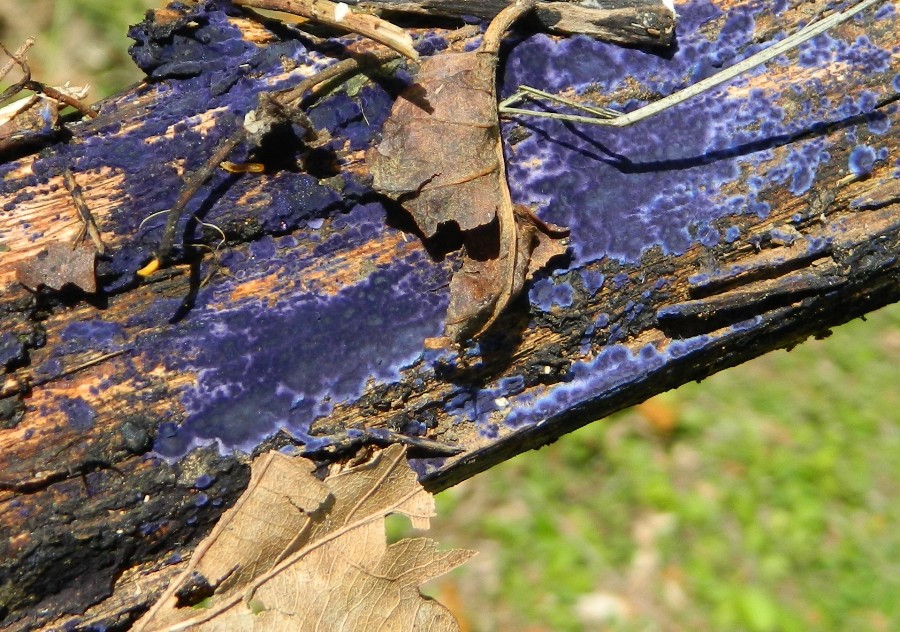 Fungo blu:  Pulcherricium coeruleum
